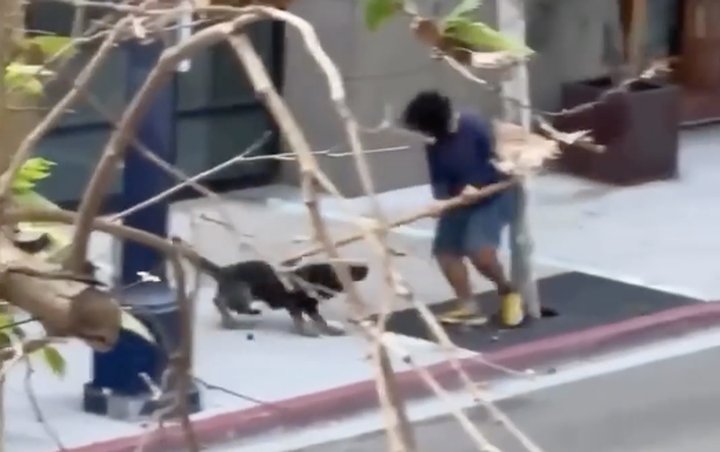 Police Send In K9 To Subdue Suspect - Daily Smoke